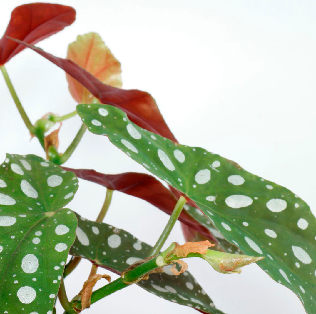 Begonia tamaya