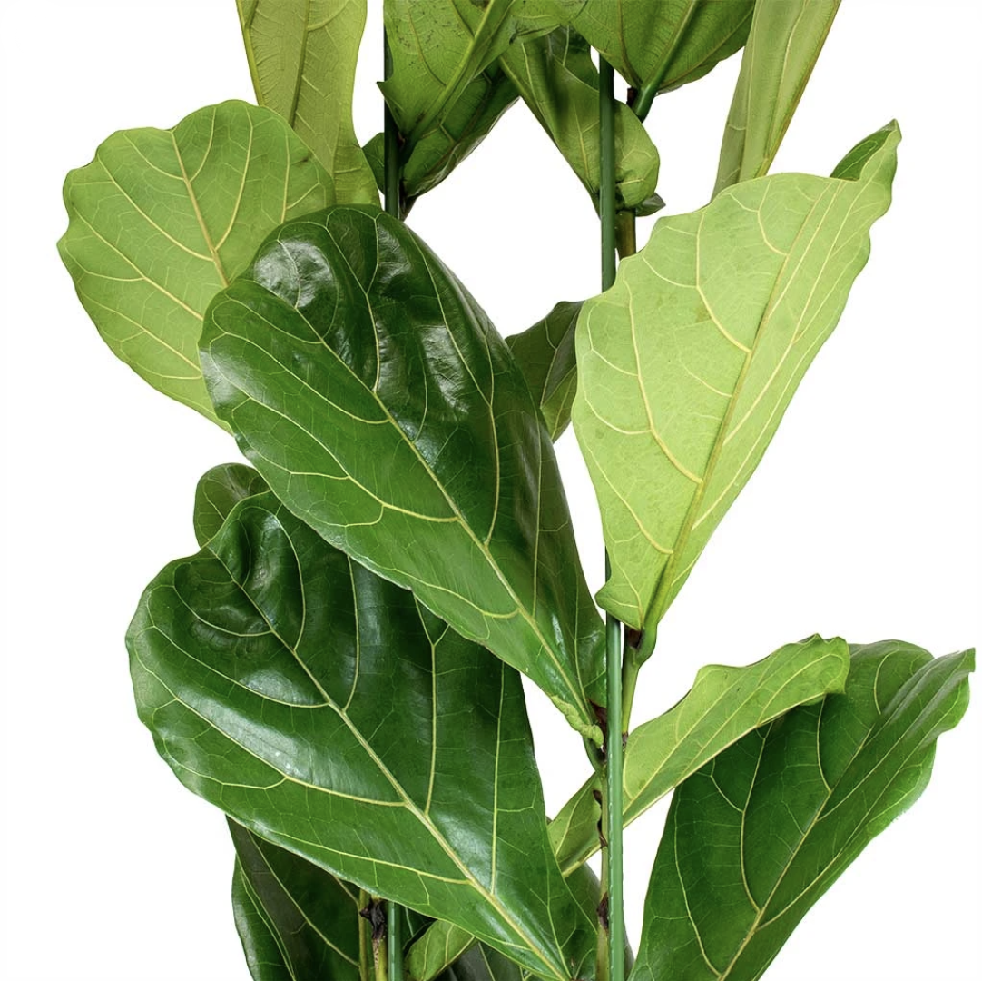 Ficus Lyrata o Pandurata