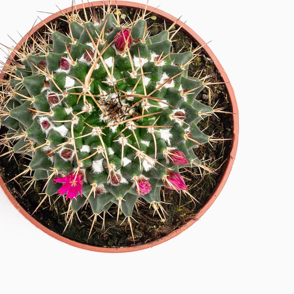 Cactus Mammillaria Compressa