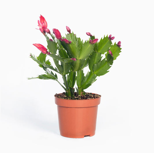 Cactus navideño (Lidcactus, Schlumbergera)