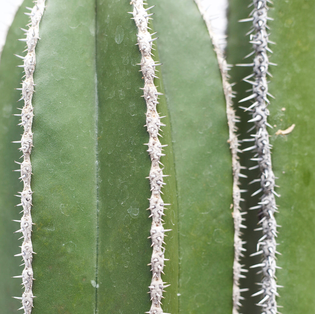 Pachycereus marginatus o Cactus órgano